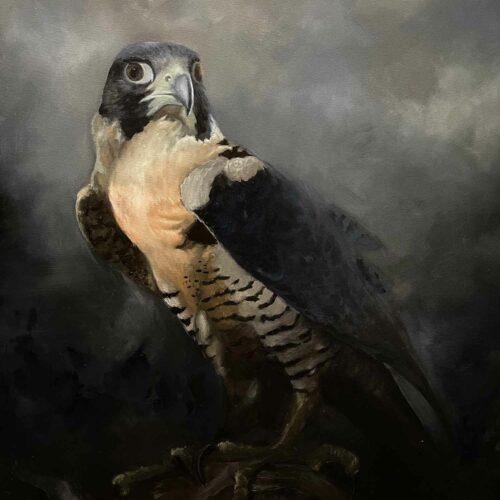 Peregrin Falcon Oil Painting Portrait